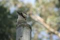 Kookaburra, Tindale Gardens IMG_6896